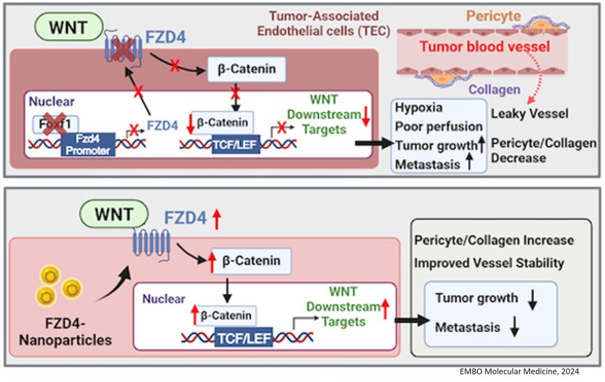 Nanoparticle delivery of FZD4 to lung endothelial cells inhibits lung cancer progression and metastases.