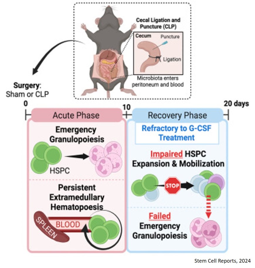 Why sepsis patients unable to fight recurring infections