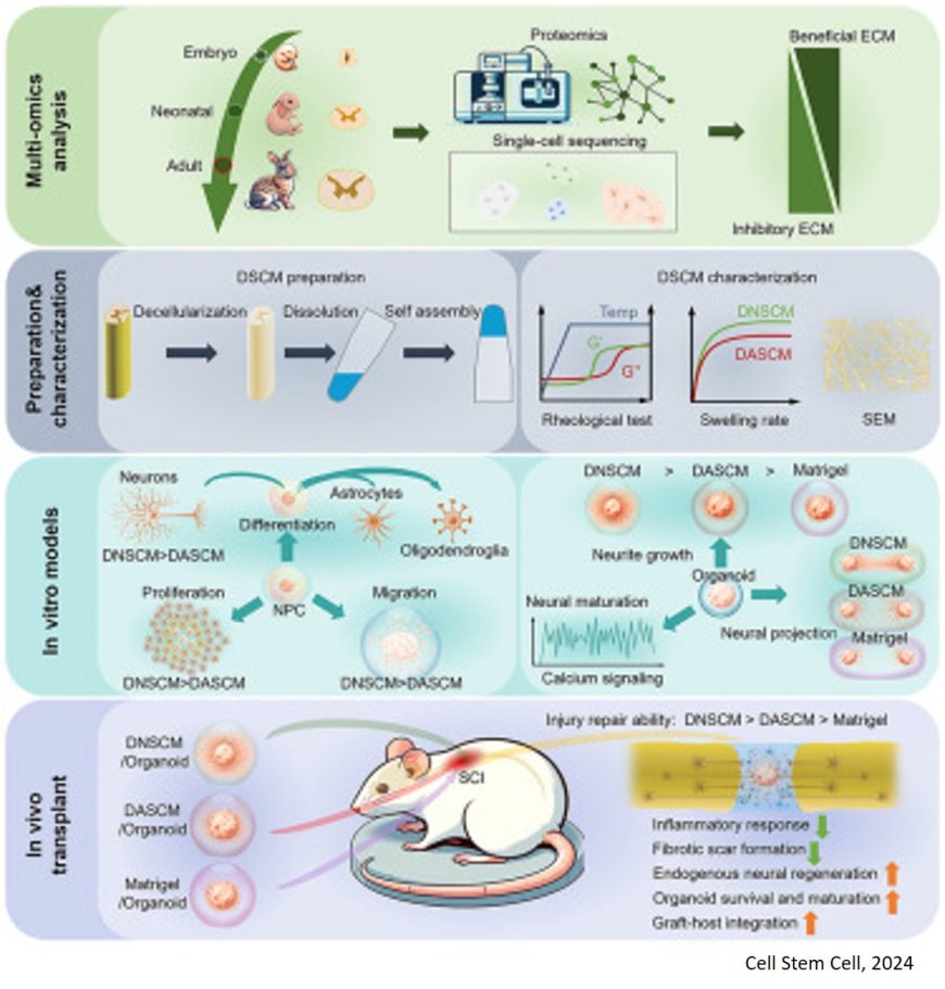 Early developmental spinal cord extracellular matrix can promote neural regeneration