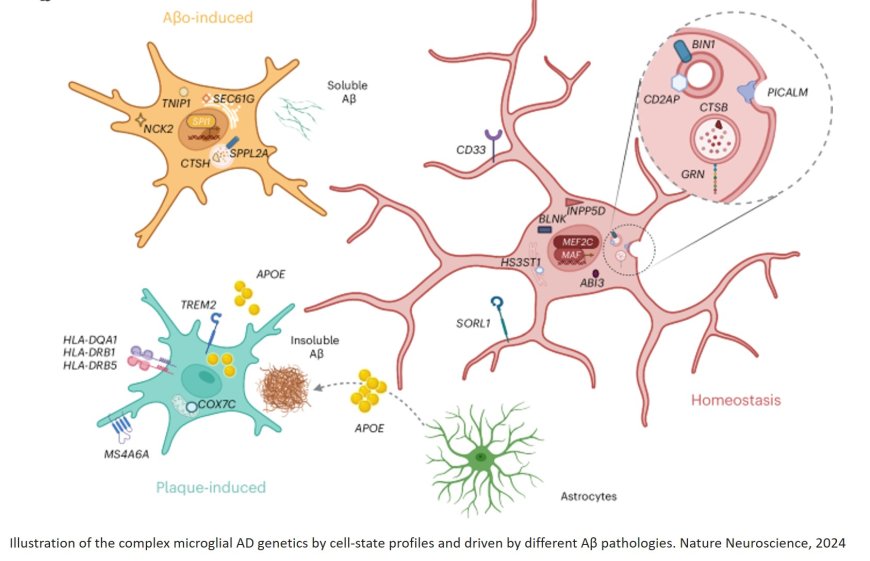 The role of microglia in Alzheimer's disease