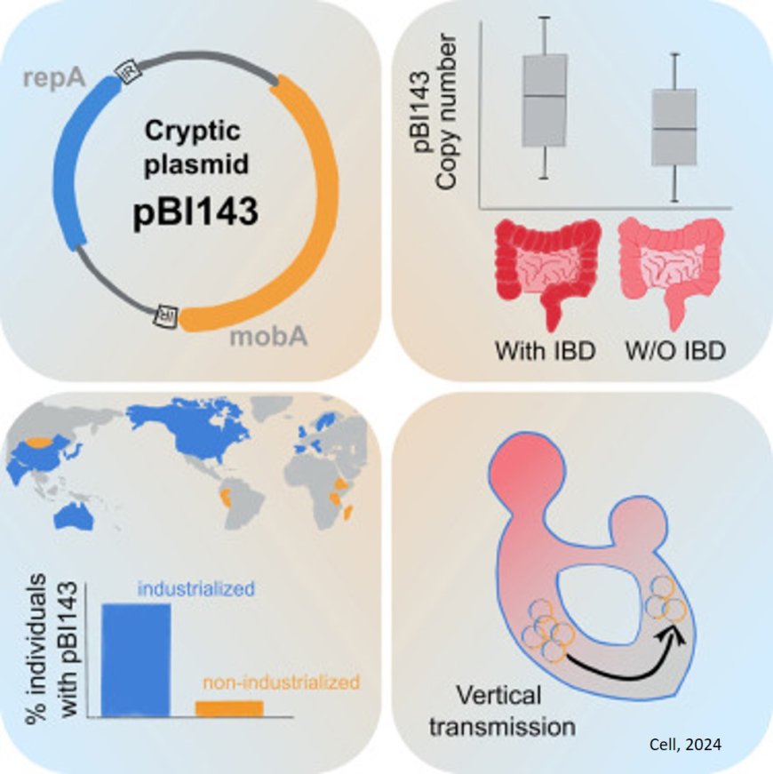 A cryptic plasmid in the human gut as biomarker for intestinal diseases