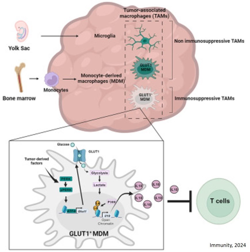 New immunosuppressive mechanism in brain cancer