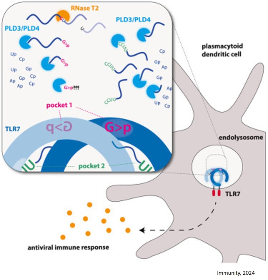 Interplay of various enzymes in innate immunity