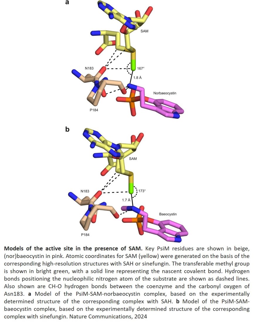 How a potent psychoactive drug synthesized?