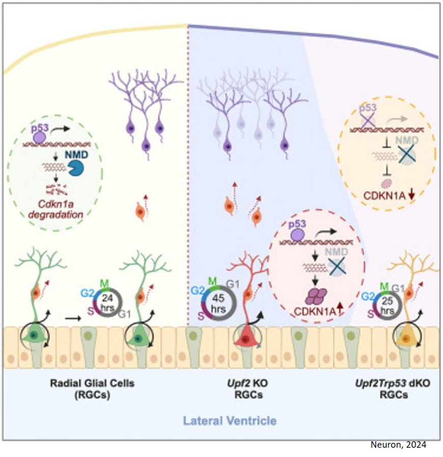 Molecular cellular mechanism linked to microcephaly