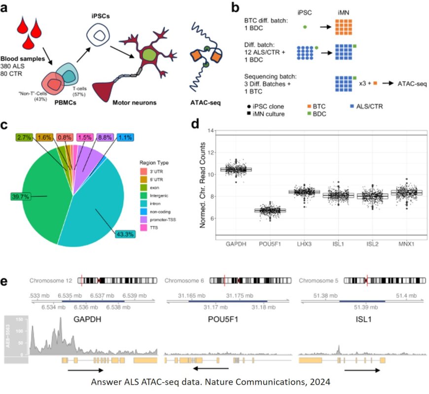 Genomic regions with epigenetic modifications linked to ALS progression identified!