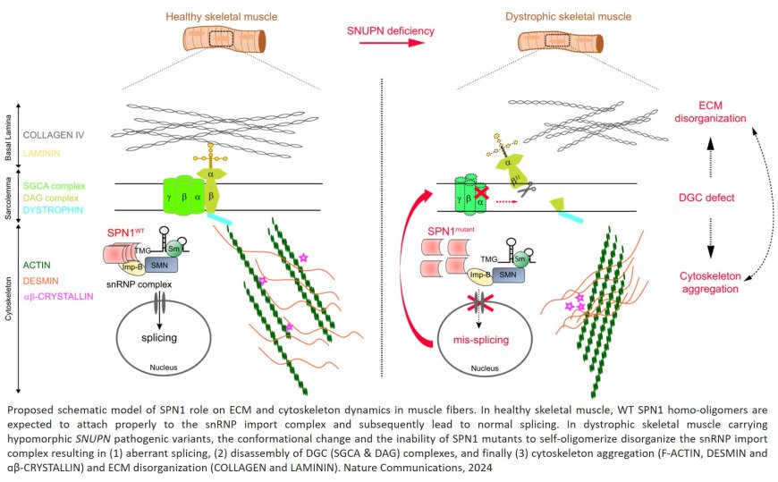 SNUPN gene responsible for a new muscular disorder