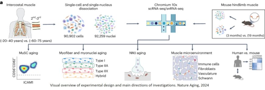 Human skeletal muscle aging atlas