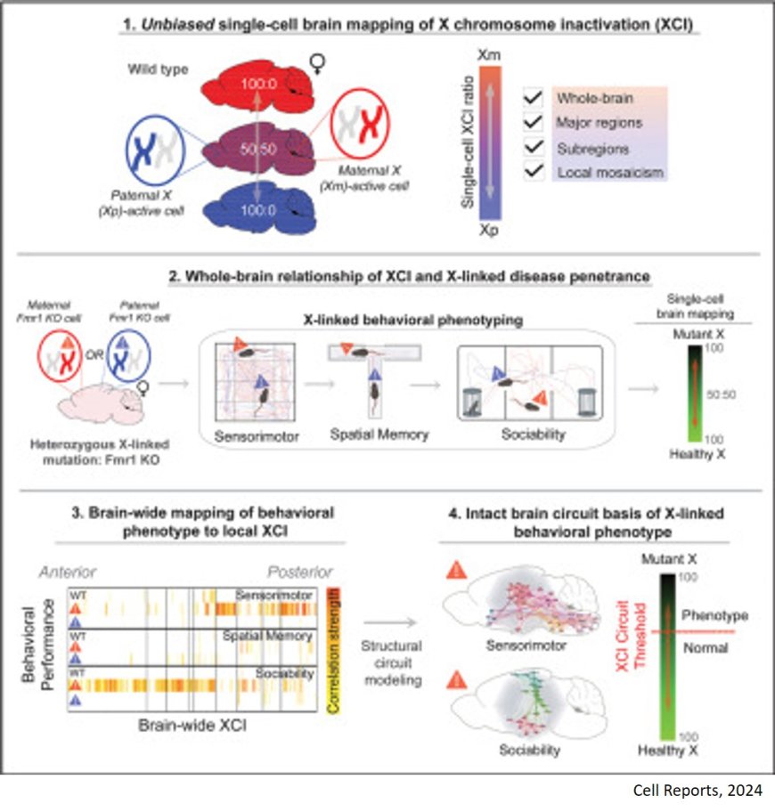 X-chromosome inactivation may reduce autism risk