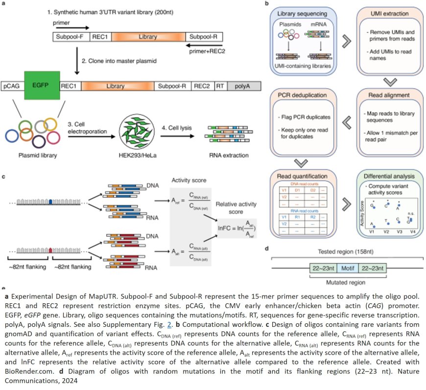 Mutations in noncoding DNA become functional in some cancer-driving genes