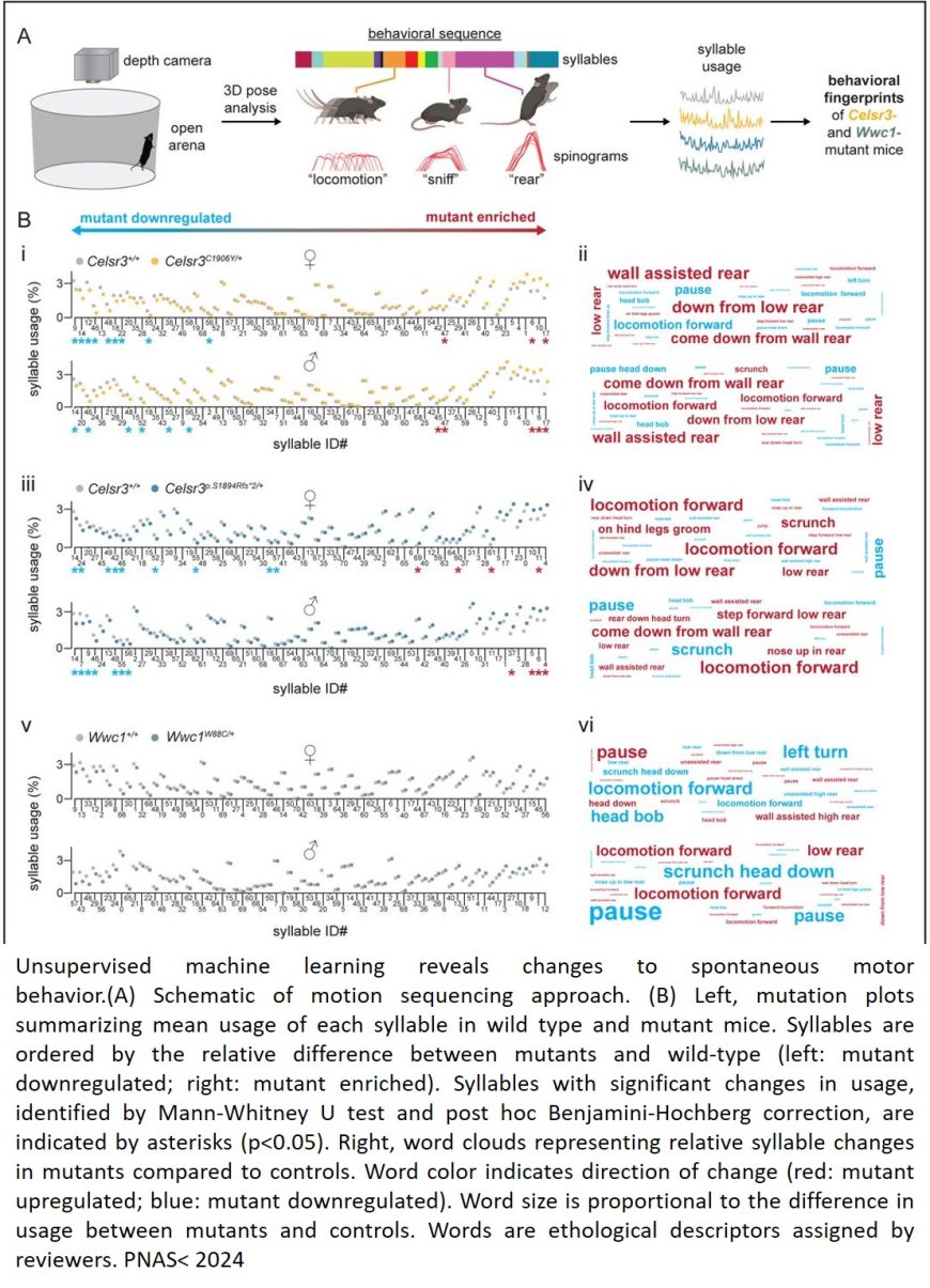 Mice with traits of Tourette disorder created