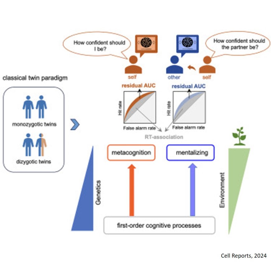 More influence of environment than genetics in metacognitive abilities