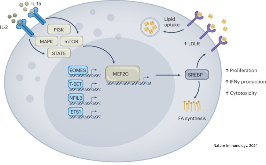 Role of fat in rare neurological disorder and viral infections