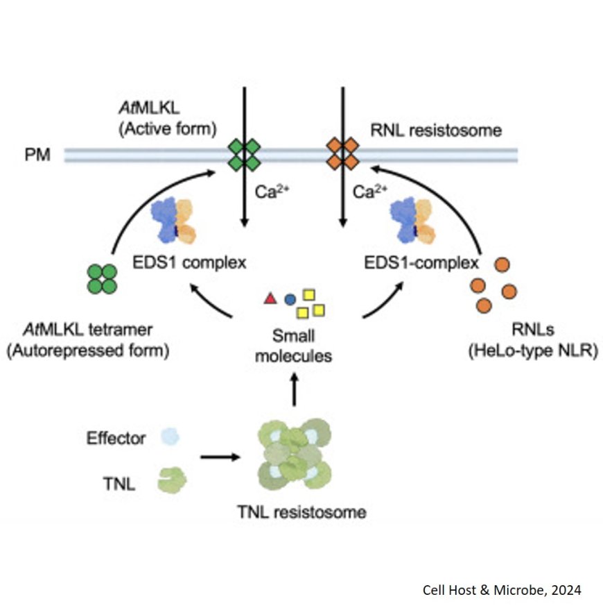 Calcium link in plant immunity