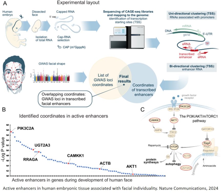 Maternal protein diet modulates the facial appearance of the offspring