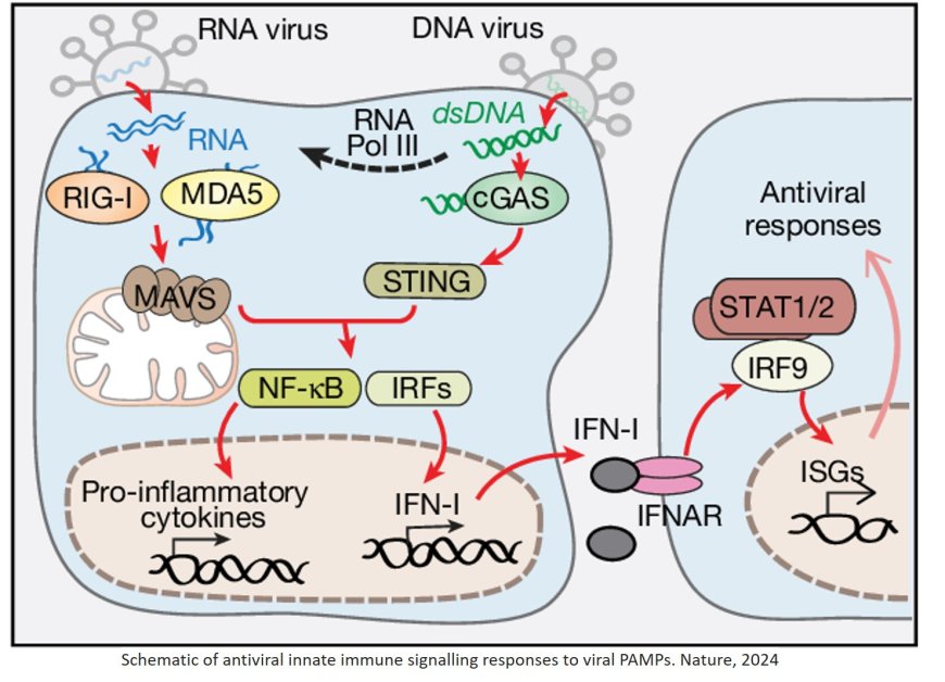 Mitochondrial role in antiviral immunity modify manifestations of neurological diseases