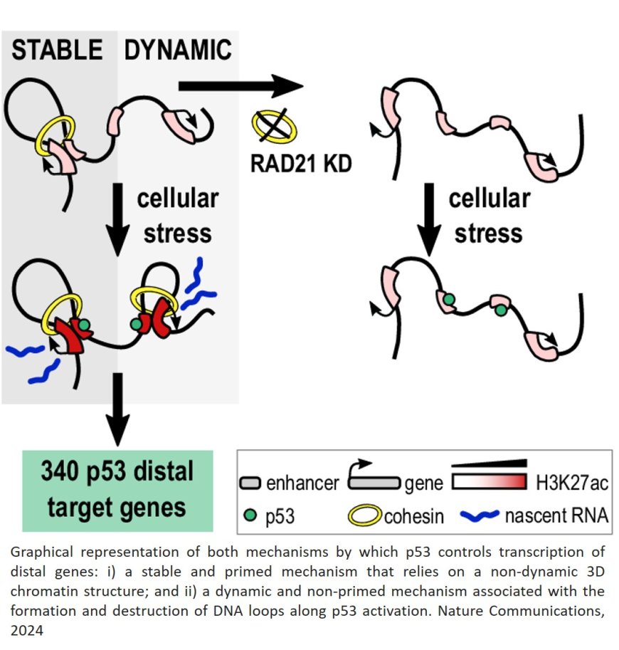 p53 remodels 3D chromatin to trigger cellular stress response