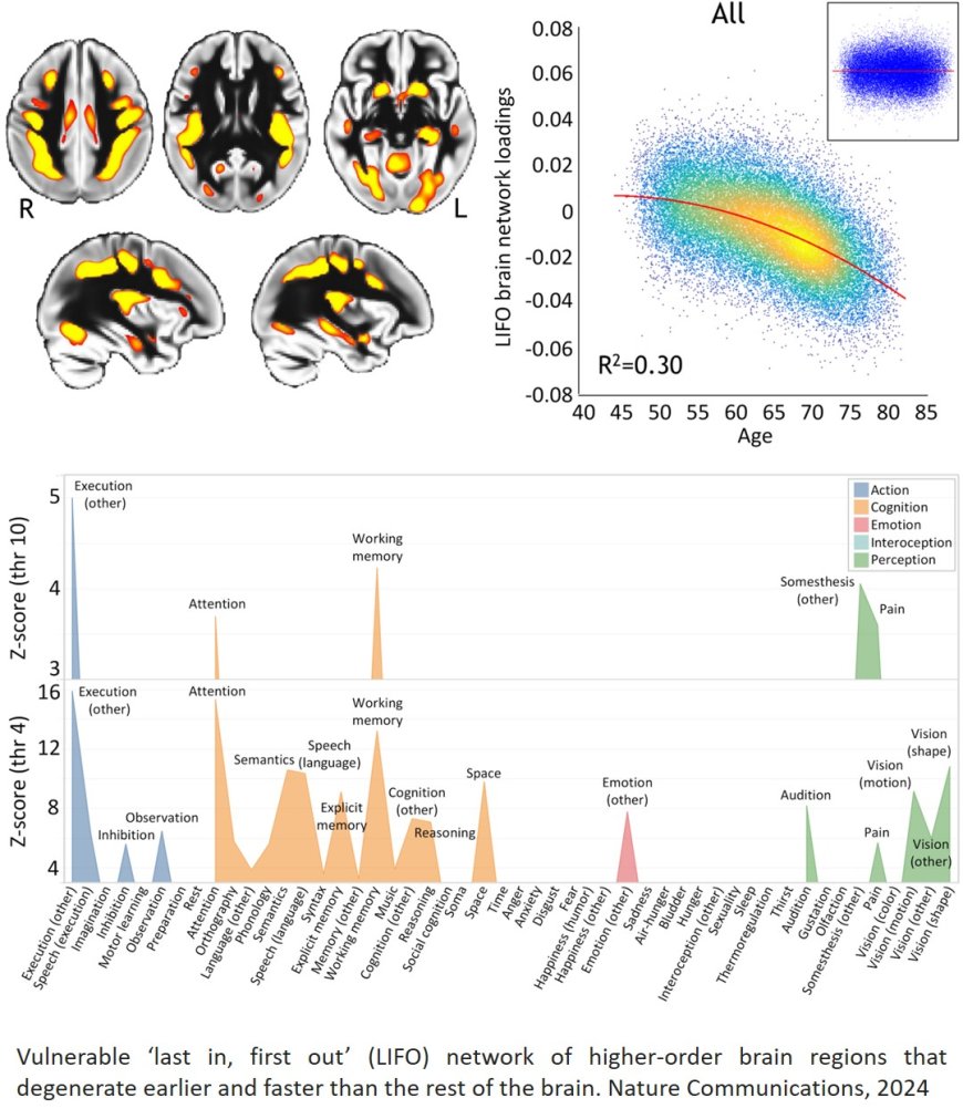 Risk factors for faster aging in the brain