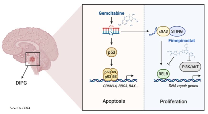 Combination therapy to treat glioma