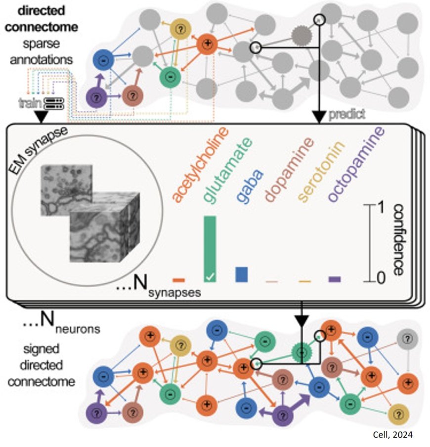 Neurotransmitter classification from electron microscopy images