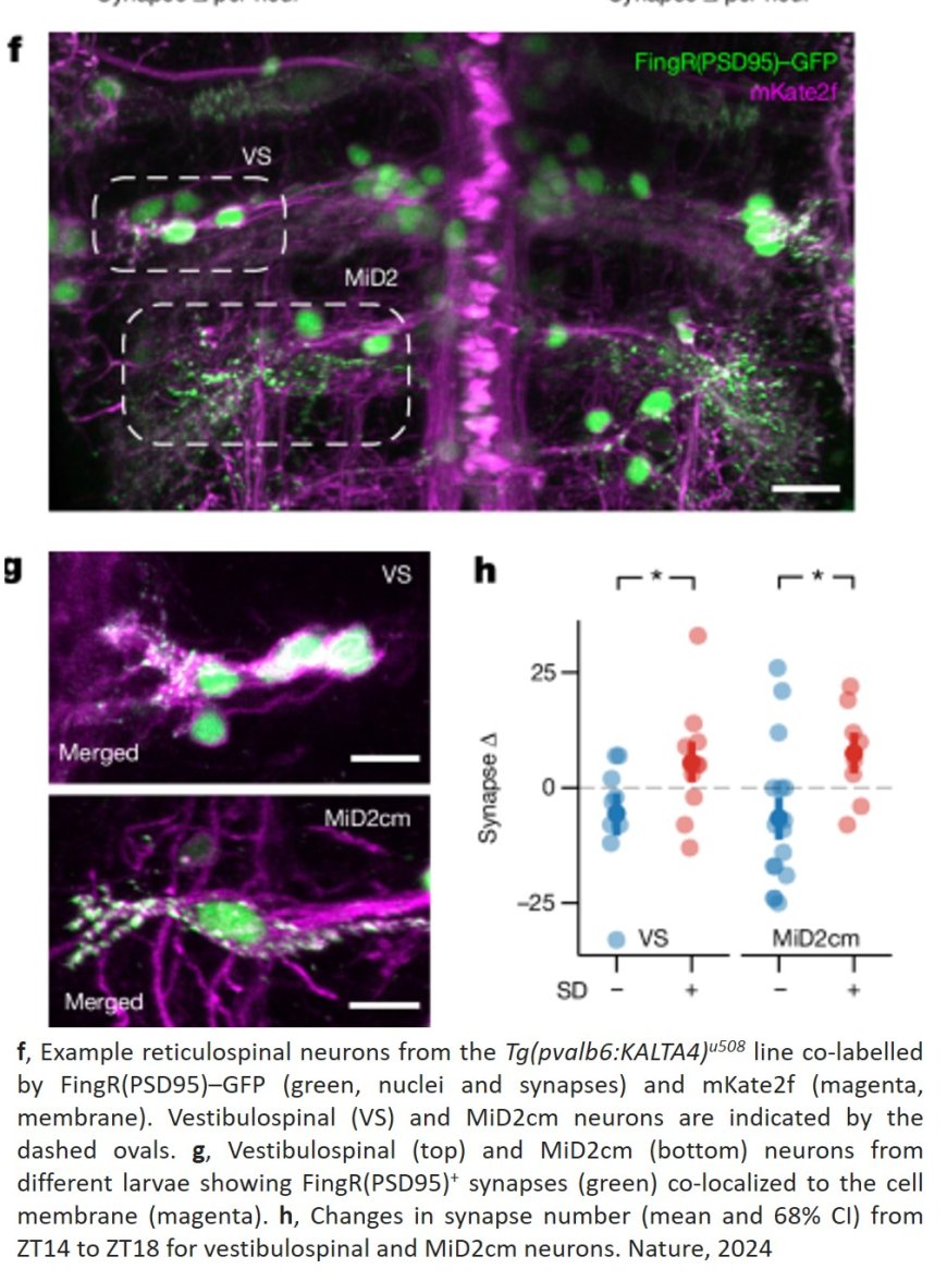 Sleep resets brain connections