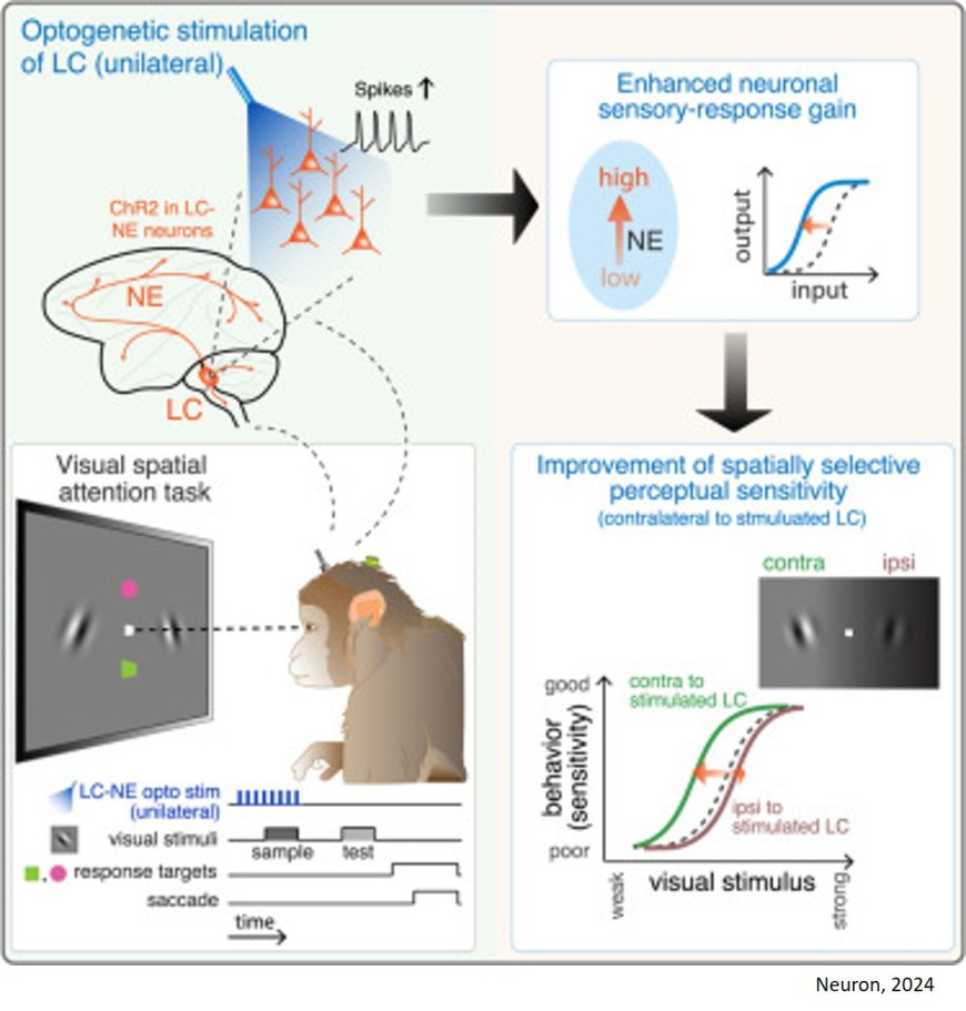 How the brain's arousal center also helps control visual attention