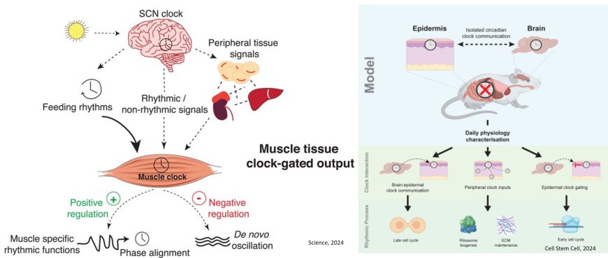 Circadian clock synchronization between brain and muscle prevents muscle aging