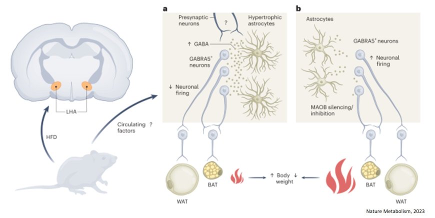 New mechanism to control obesity by hypoathalamic GABA neurons