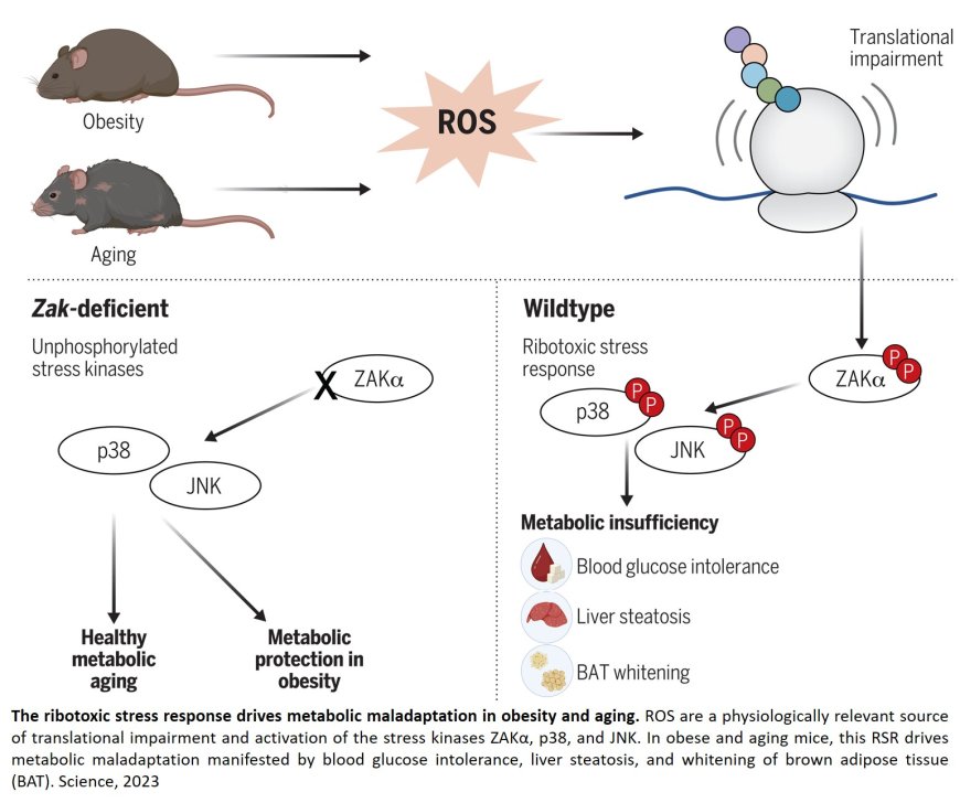 The ribotoxic stress response drives obesity and aging