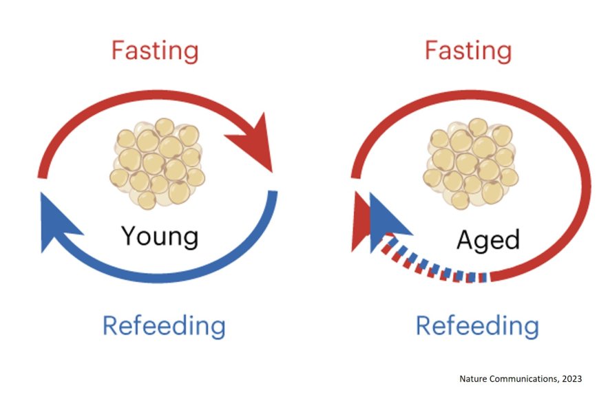 Cycle of fasting and feeding is crucial for healthy ageing