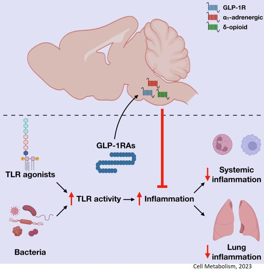 GLP-1-brain-immune axis to control inflammation