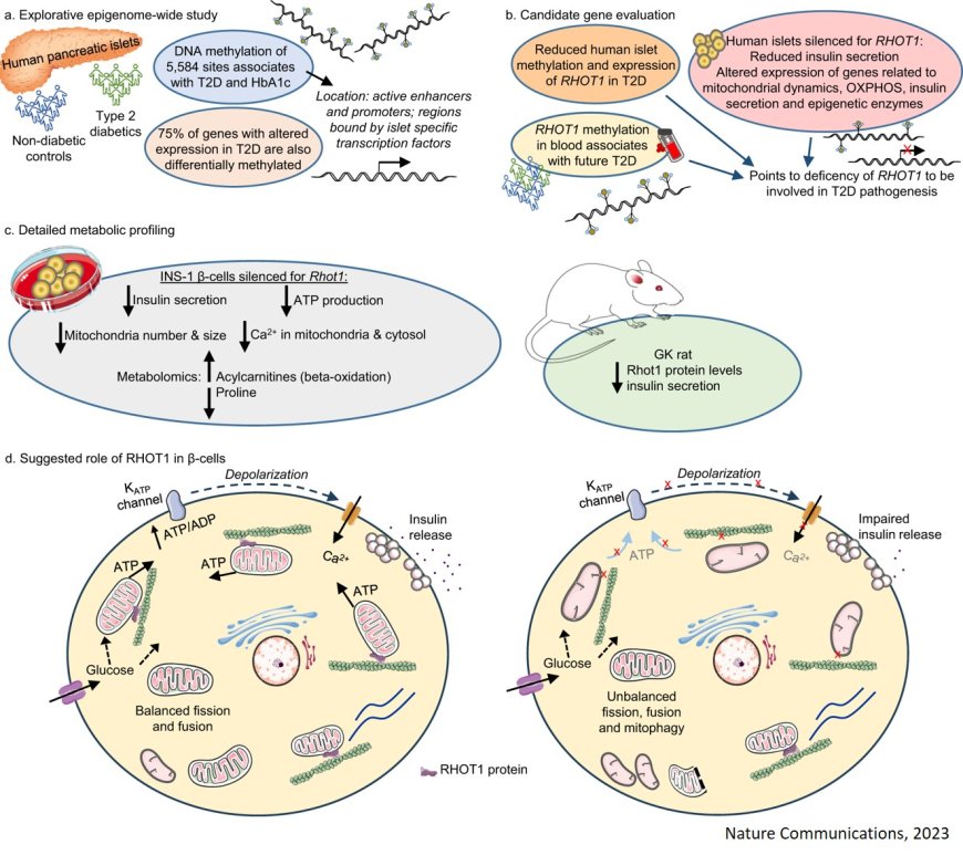 Epigenetic changes can cause type 2 diabetes