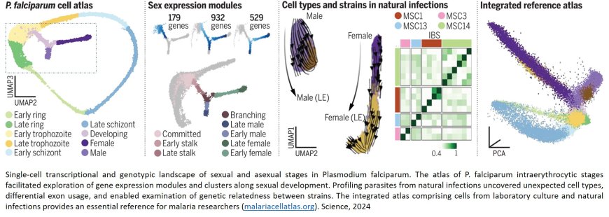 A single-cell atlas of sexual development in Plasmodium falciparum