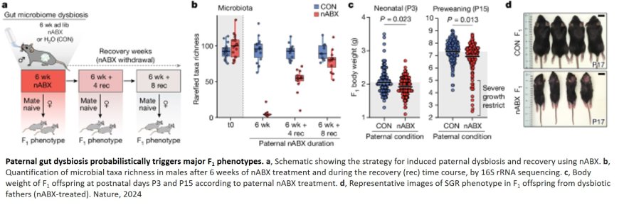 Father's gut microbes affect the next generation