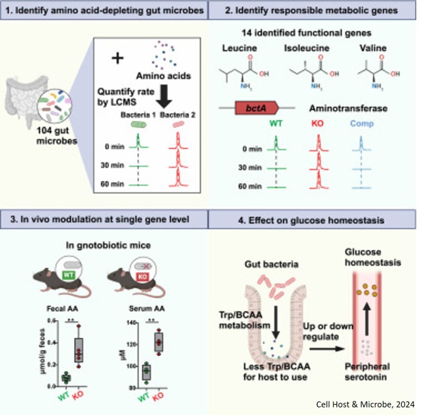 Gut microbiota acts like an auxiliary liver