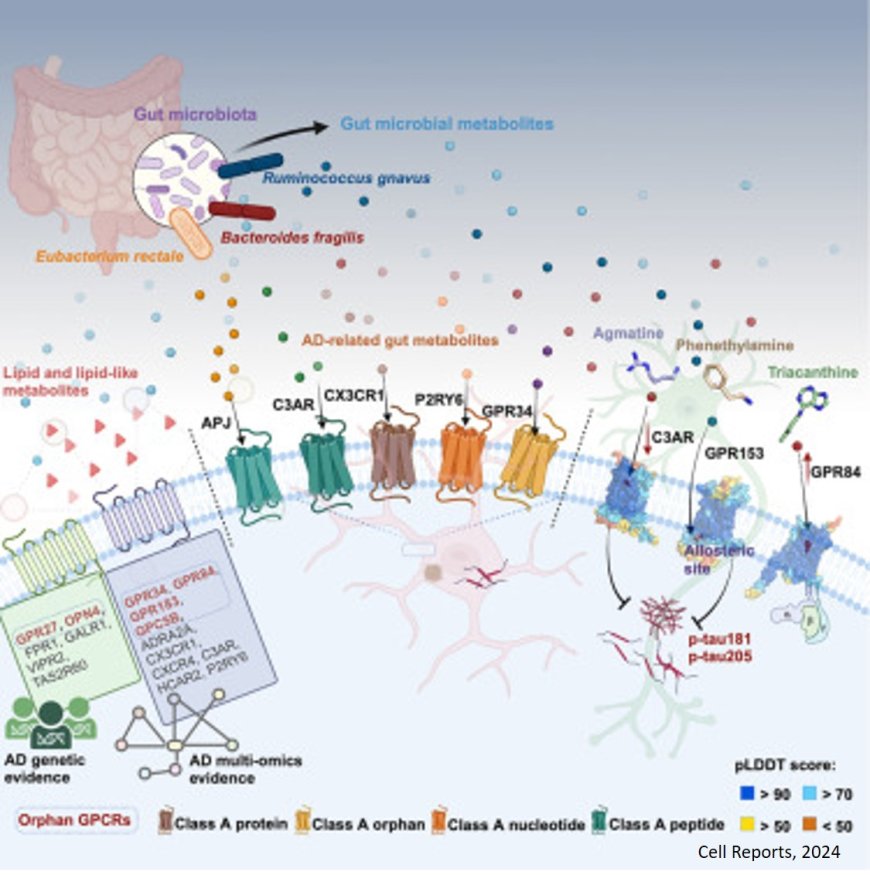 AI to improve Alzheimer's treatment through the 'gut-brain axis'