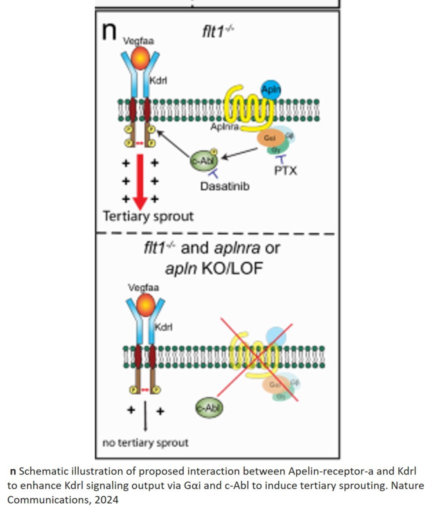 Novel cell type that controls the formation and growth of new blood vessels