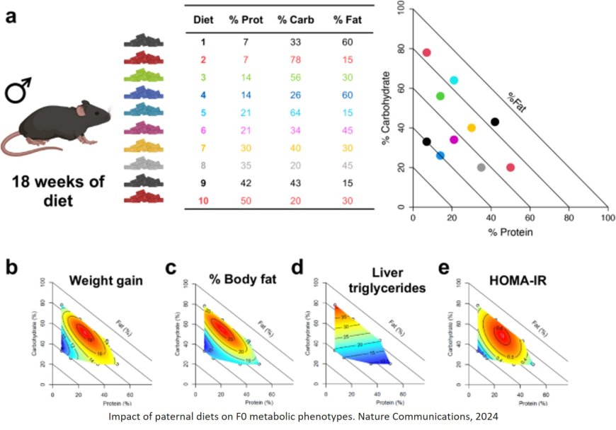 Paternal dietary macronutrient balance and energy intake drive metabolic and behavioral differences among offspring