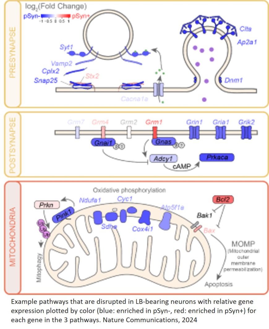 Cell vulnerability 'fingerprint' related to Parkinson's identified!