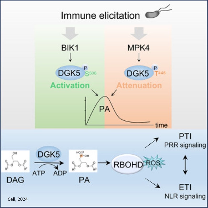 Regulation of plant immunity