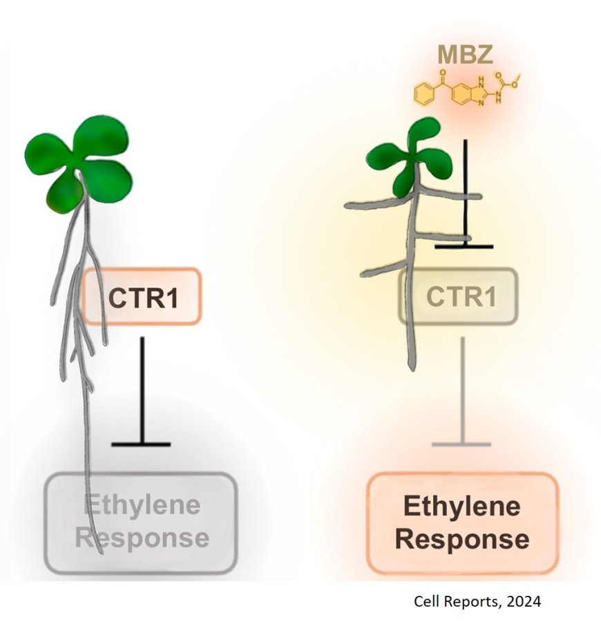 Controlling the direction of root growth