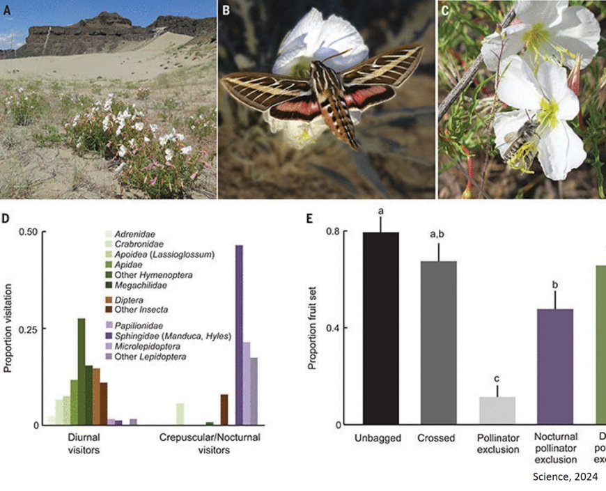 Nitrate negatively affects floral scent and nocturnal pollination