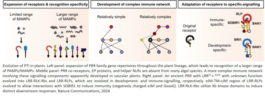 Evolutionary trajectory of pattern recognition receptors in plants