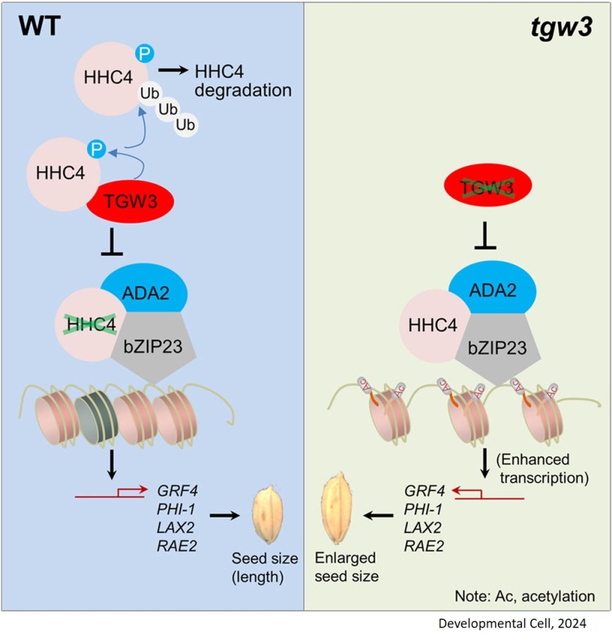 Manipulating chromatin modifier to enhance crop yield