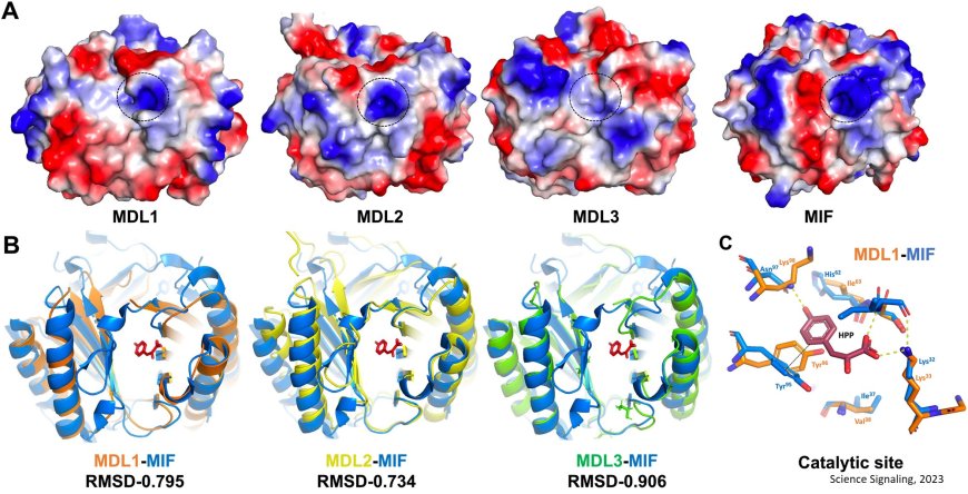 Plant proteins identical to human proteins identified!