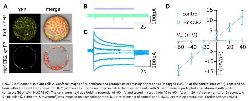 A new acid sensor in plant cells detected