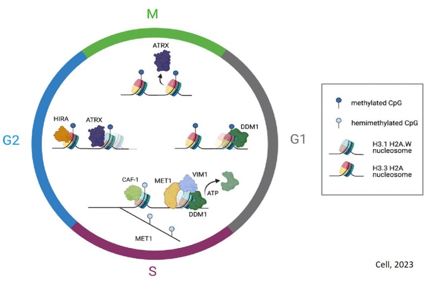 How plants pass down genetic memories