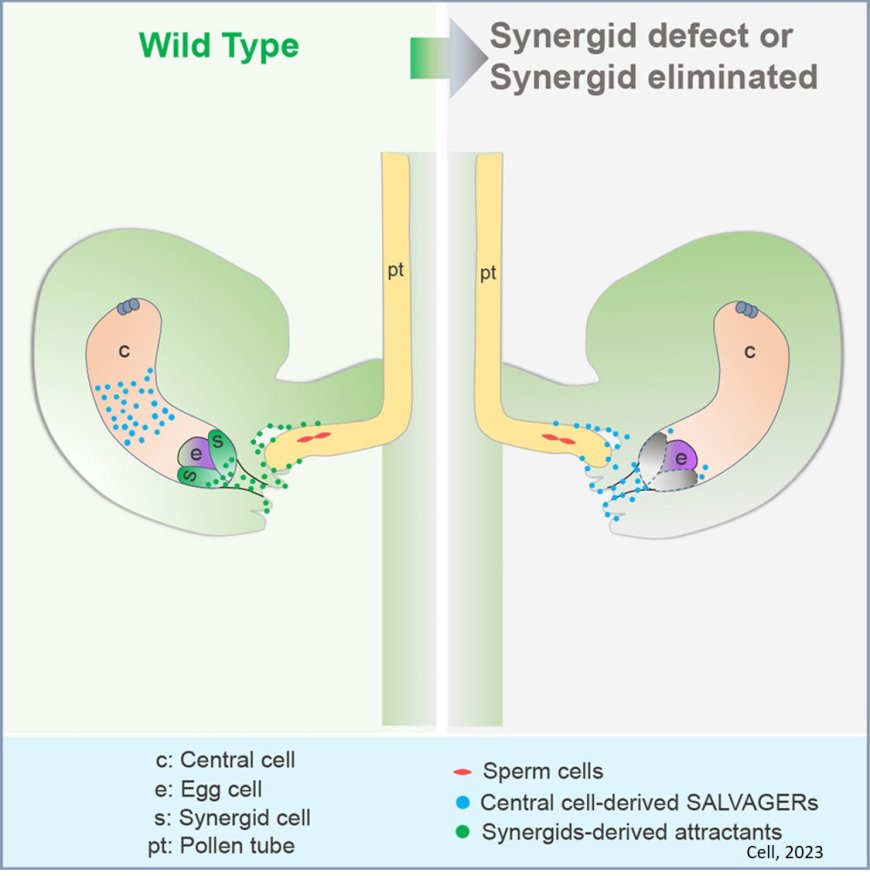 How female gametes control fertilization recovery in flowering plants