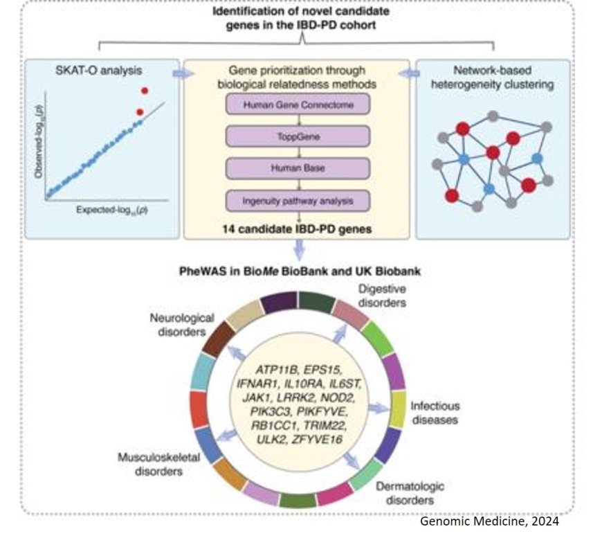 Genetic link between  Parkinson's and inflammatory bowel disease