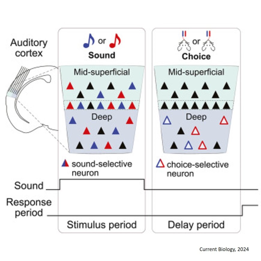 How brains convert sounds to actions